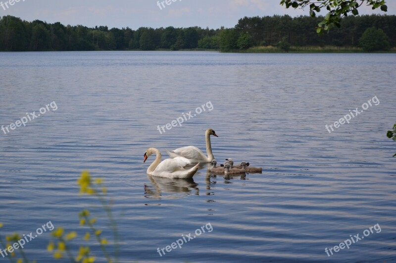 Swan Family Pond Spring Chicks