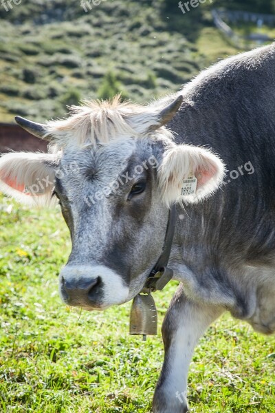 Cow Off Austria Tyrol Meadow