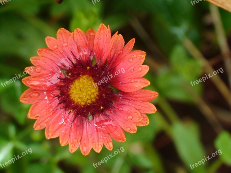 Flower Nature Natural Green Bloom