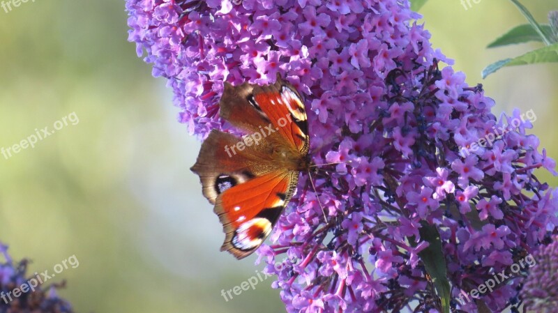 Butterflies Garden Butterfly Buddleja Davidii Insect