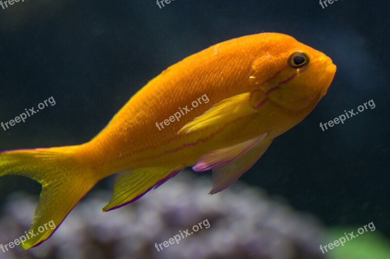 Fish Sea ​​fish Orange Coral Fish Free Photos