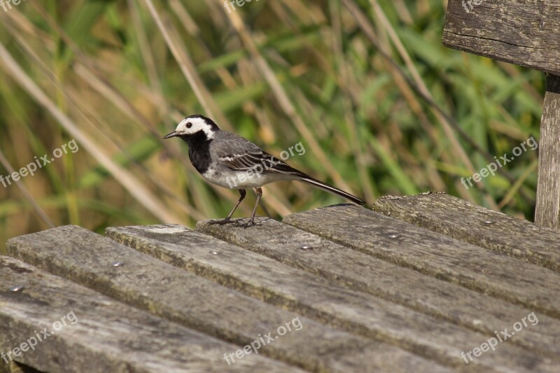 White Wagtail Songbird Motacilla Alba Nature Nature Conservation