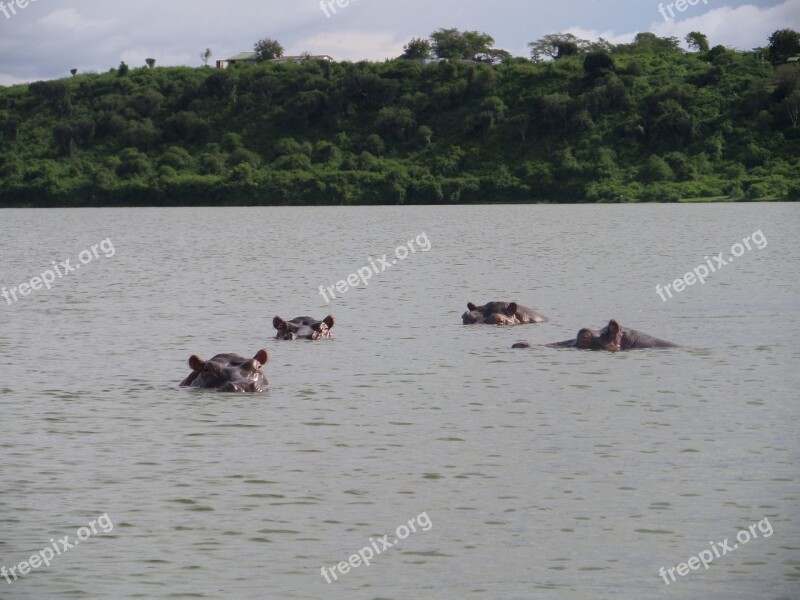 Hippopotamus Wild Africa River Safari