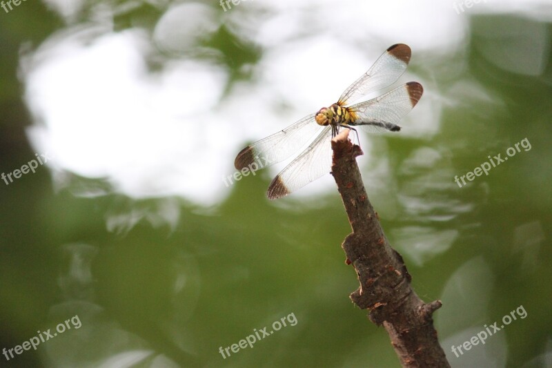 Dragonfly Bug Wings Body Legs