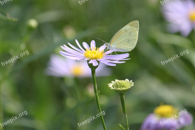 Nature Butterfly Summer Wing Colorful