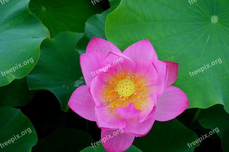 Flowers Anapji Lotus Water Lilies Nail