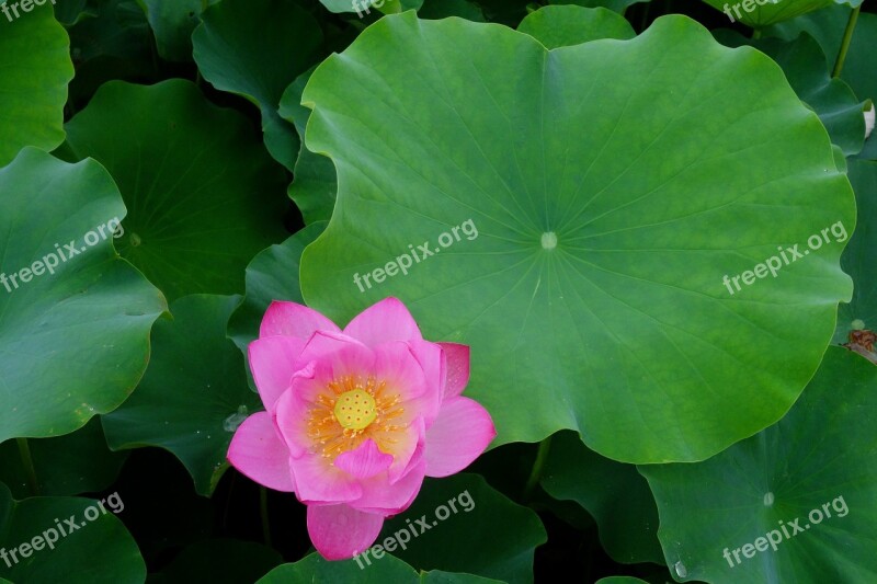 Flowers Anapji Lotus Water Lilies Nail