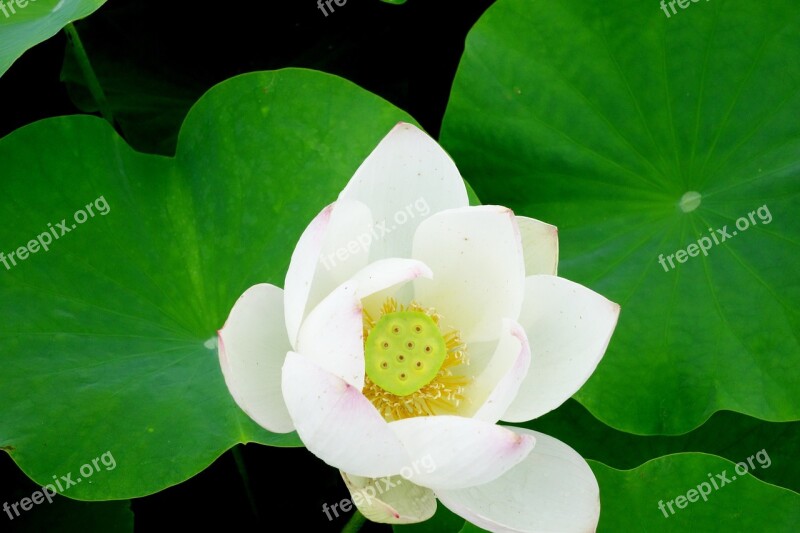 Flowers Anapji Lotus Water Lilies Nail