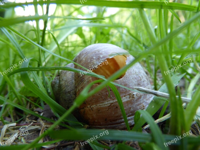 Shell Snail Snail Shell Vacancy Free Photos