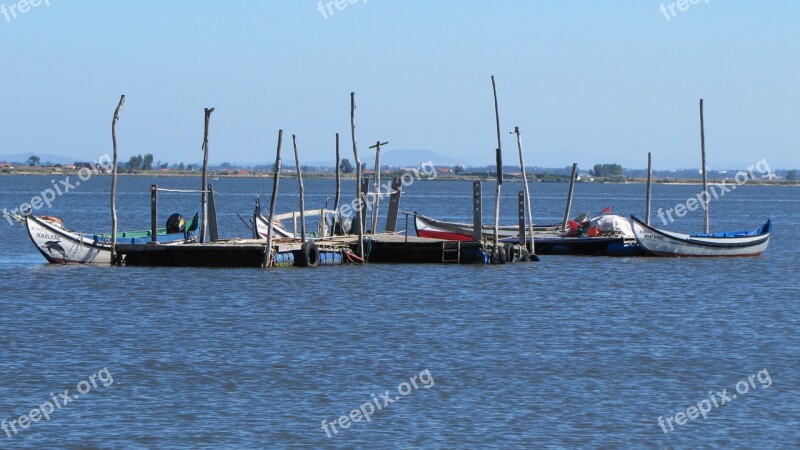 Ria De Aveiro Portugal They Are Hyacinth Free Photos