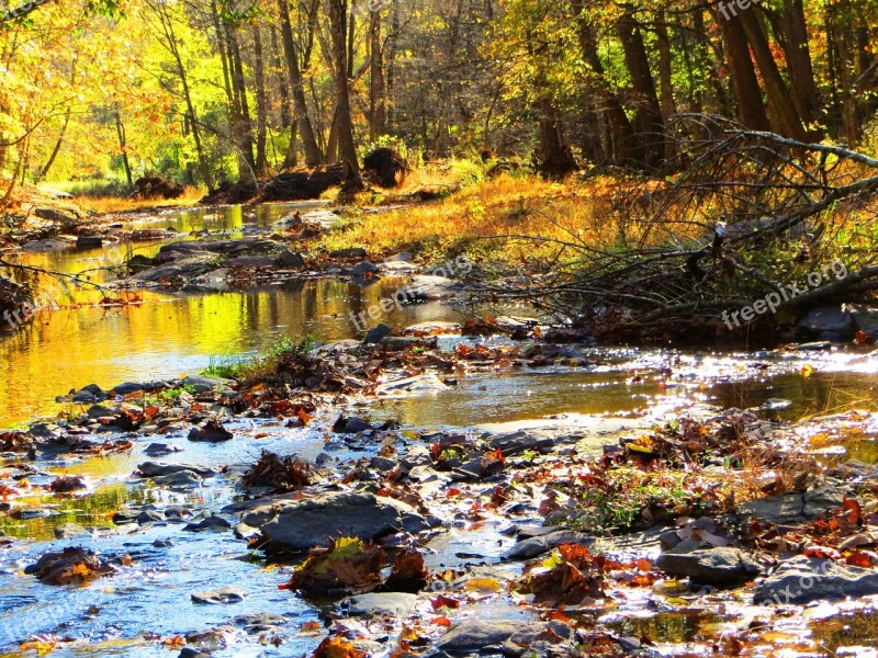 Babbling Creek Autumn Trees Brook Peaceful Remote