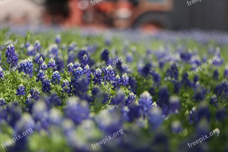 Bluebonnets Texas Collinsville Farm Rural