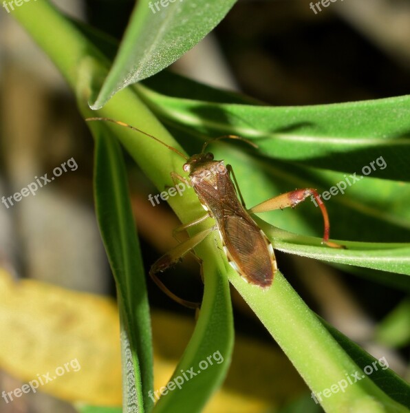 Beetle Bug Leaf Footed Bug Insect Insectoid