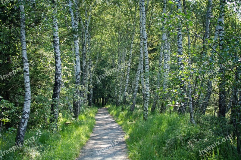 Away Forest Trees Nature Walk