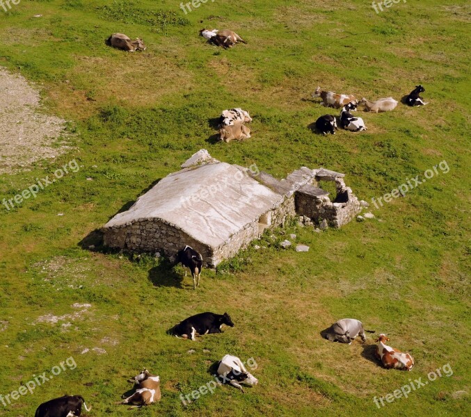 Cow Prato Mountain Pasture Animals