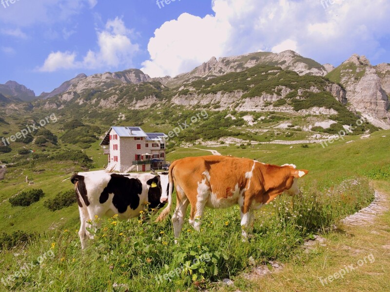 Cow Prato Mountain Pasture Animals