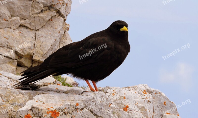 Merlo Bird Animal Rock Beak