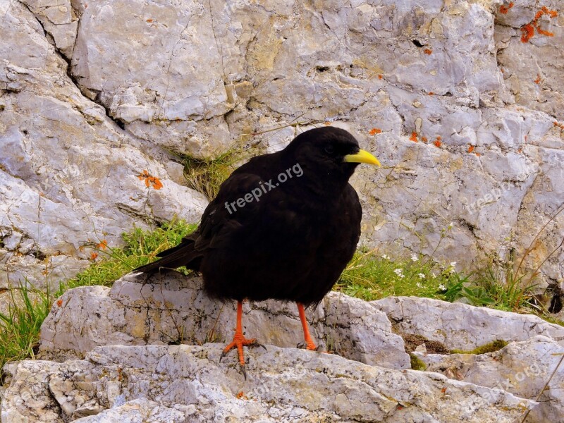 Merlo Bird Animal Rock Beak