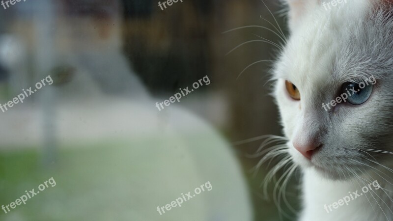 Reflection Cats Eyes Two-tone White Cat Odd-eye