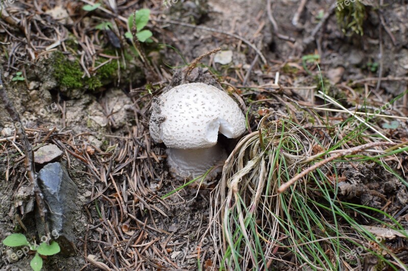 Mushroom Forest Disc Fungus Forest Floor Free Photos