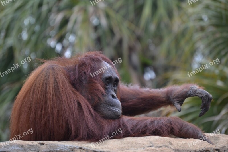 Mono Fauna Ape Orang-outang Free Photos