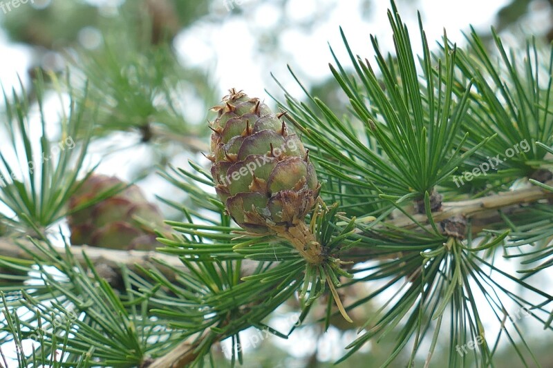 Tap Larch Nature Branch Macro