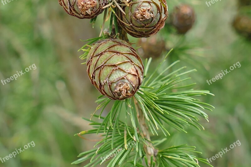 Tap Larch Nature Branch Macro