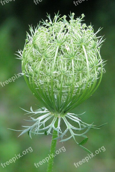 Queen Anne's Lace Wild Carrot Daucus Carota Unopened Flower Moneymore