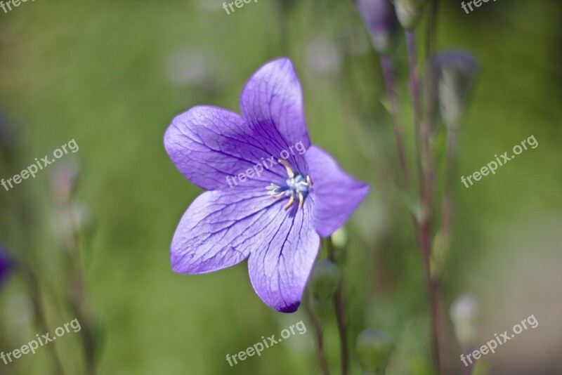 Flower Platycodon Grandiflorum Plant Nature Macro