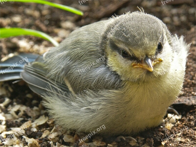 Bird Blue Tit Young Bird Songbird Birds