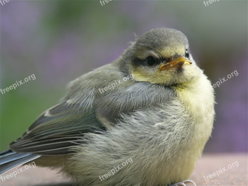 Bird Blue Tit Young Bird Songbird Birds