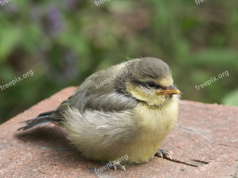 Bird Blue Tit Young Bird Songbird Birds