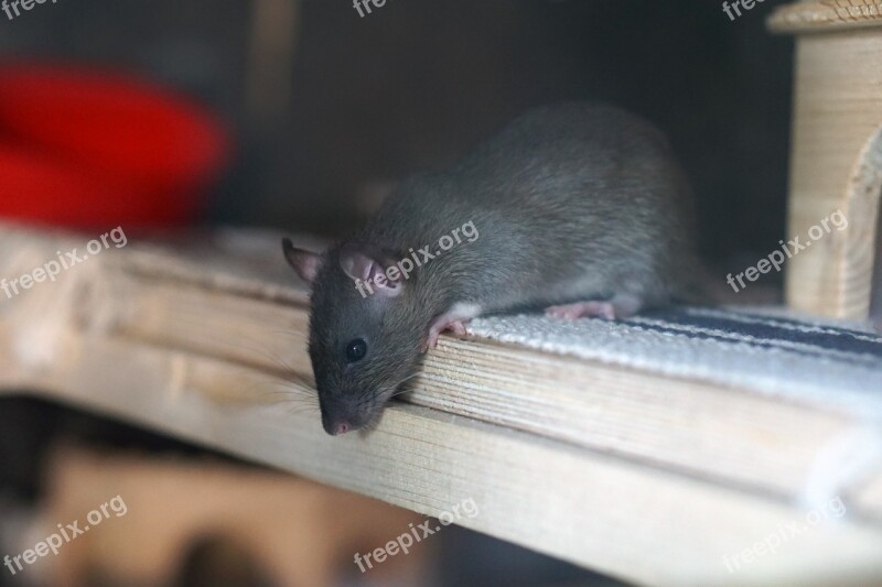 Rat Brown Baby Baby Rat Rat Babies