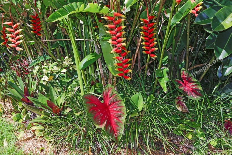 Tropical Plants Platanillo Caladium Patujú Heliconia