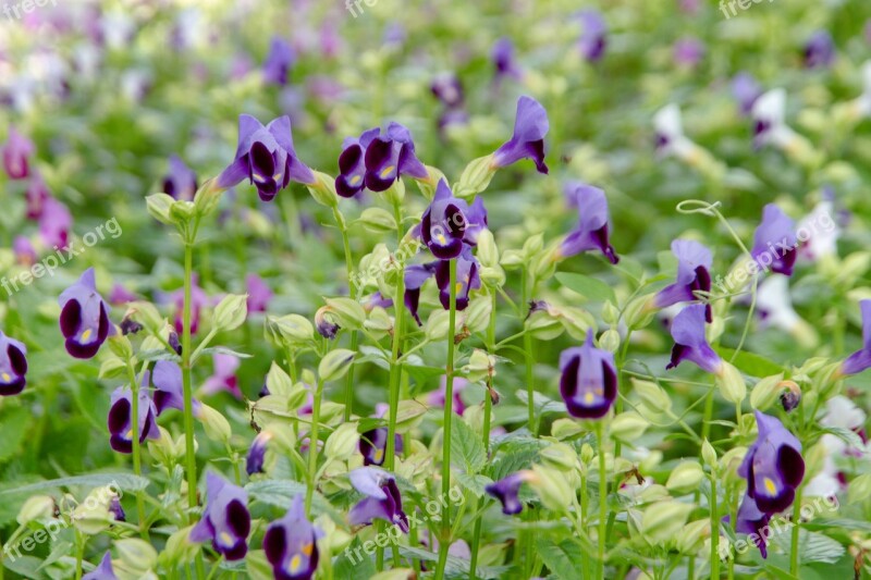 Flowers Dong Flowers Flower Garden Purple Flowers Free Photos