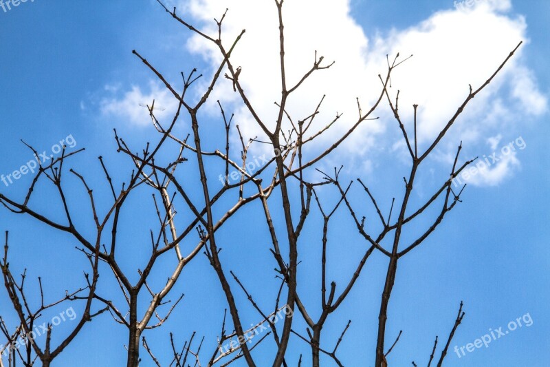 Twigs Backlit Sky Free Photos