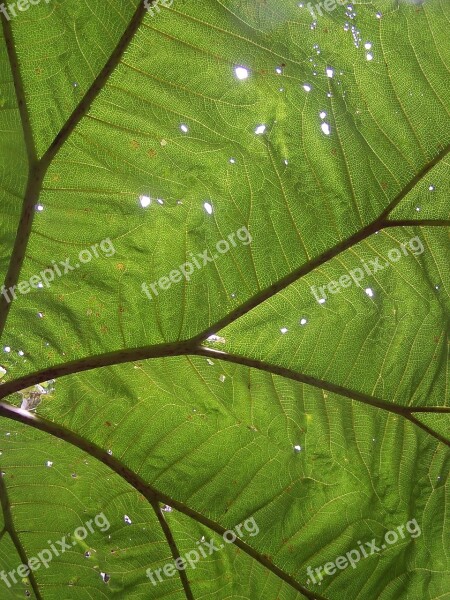 Big Leaf Rainforest Holes Sunbeam Leaf