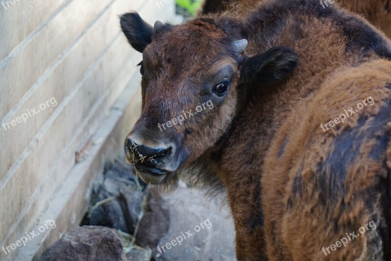 Bison Baby Ungulate Fur Fluffy