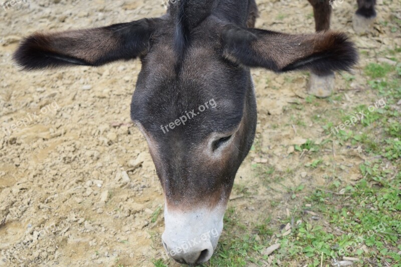 Donkey Donkey Head Grey Close Up Search