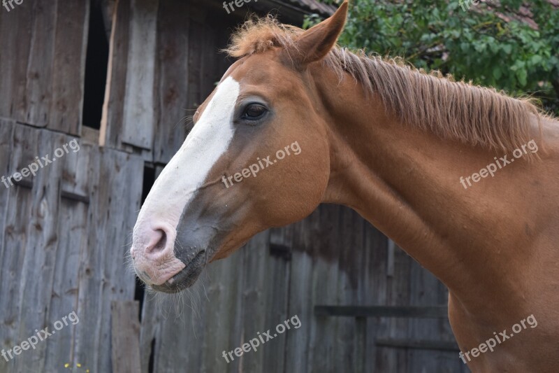 Horse Horse Head Animal Brown Animal Portraits