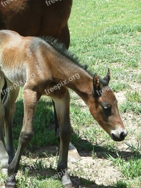 Filly Newborn Bay Foal Horse