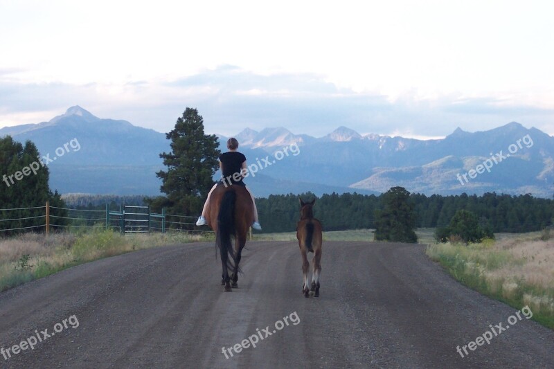 Mare Foal Road Mountains Pagosa Springs