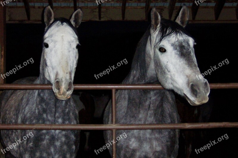 Horses Brothers Andalusian Gelding Gray