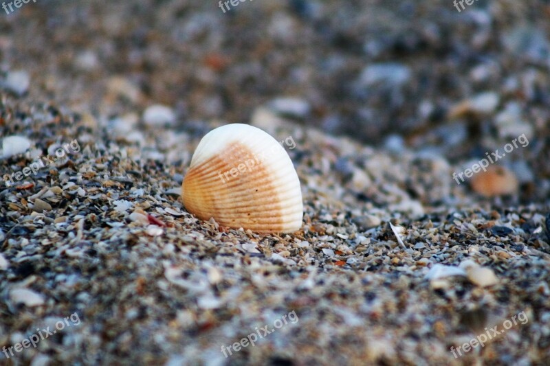 Shell Sea Shell Beach Ocean Free Photos