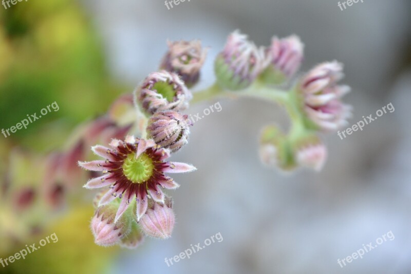 Blossom Bloom Houseleek Bloom Pink