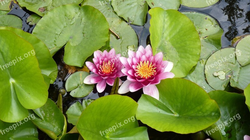 Plant Flower Water Lily Pond Nature