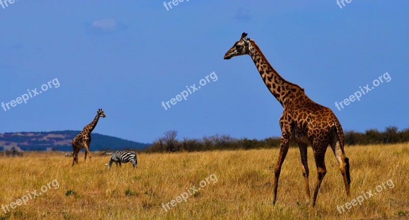 Giraffe Nature Tanzania Animal Wildlife