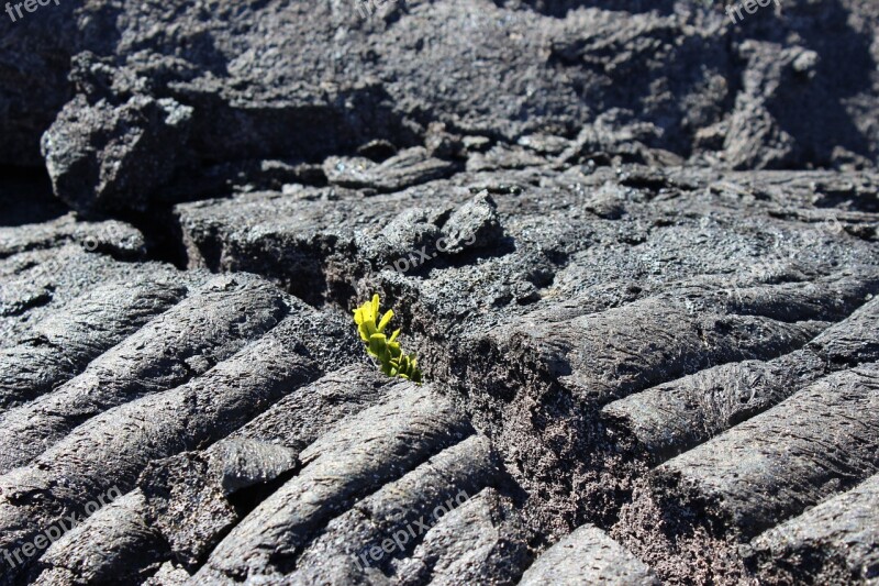 Plant Lava Regrowth Fissure Free Photos