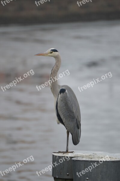 Heron Baltic Sea Stralsund Free Photos