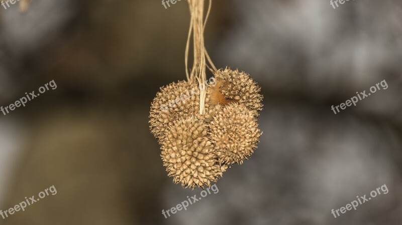 Macro Plant Nature Yellow Dry Fruits